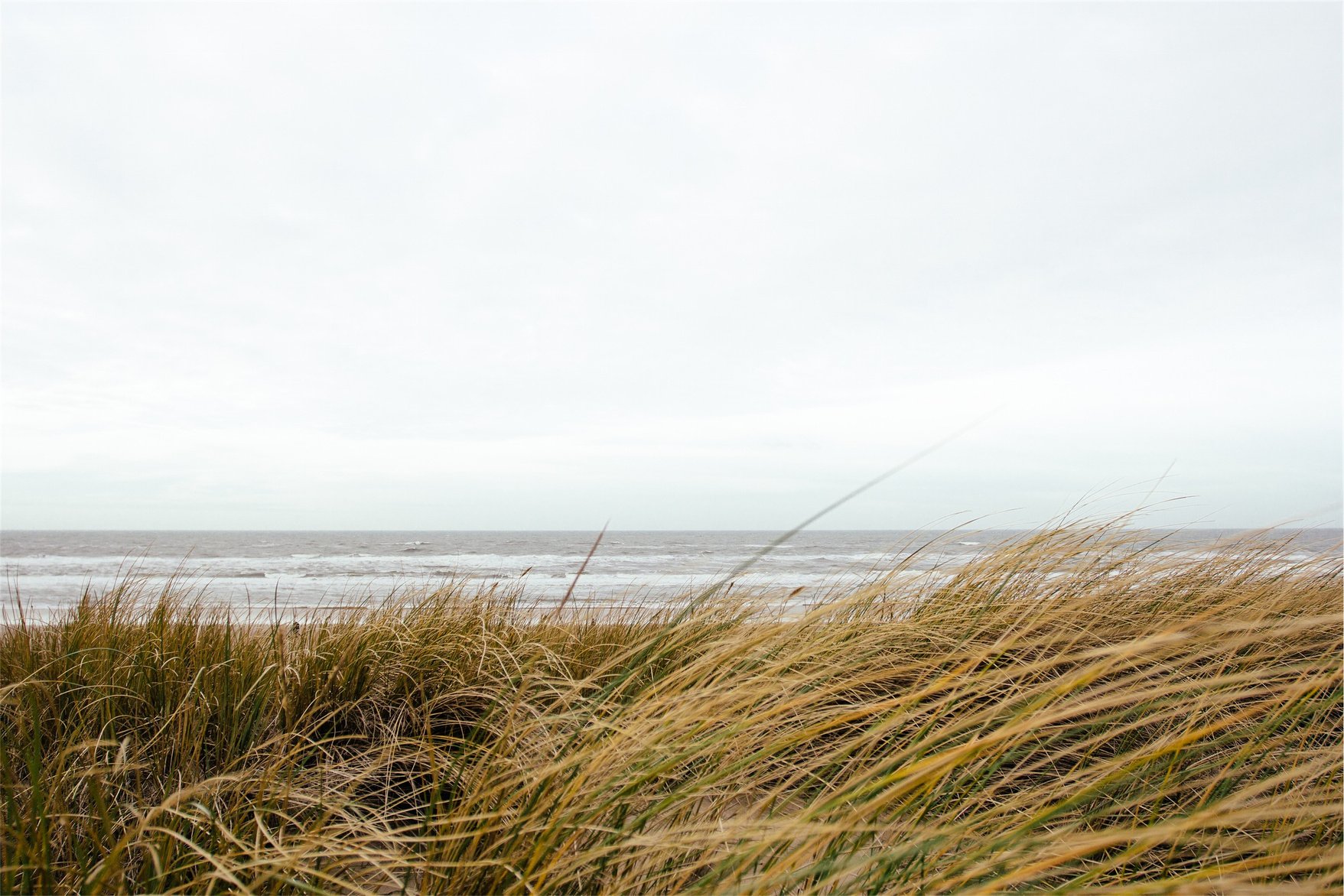 Dry Gras Field